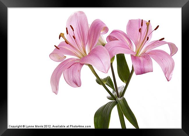 Pink Lillies Framed Print by Lynne Morris (Lswpp)