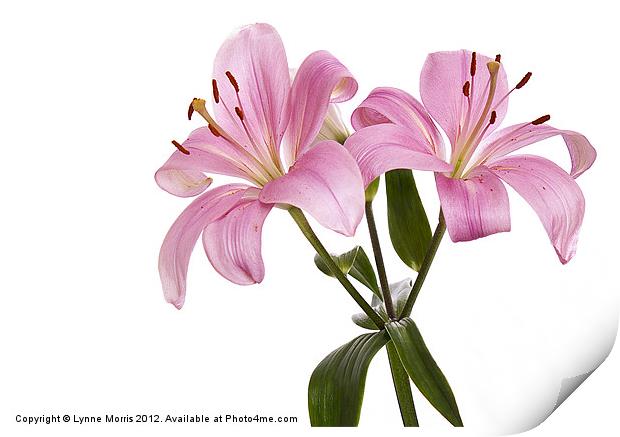 Pink Lillies Print by Lynne Morris (Lswpp)