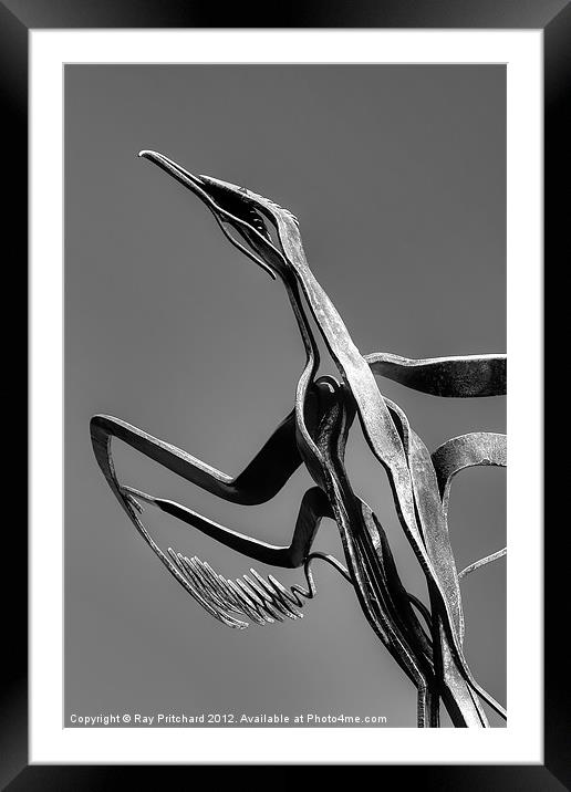 Taking Flight Framed Mounted Print by Ray Pritchard