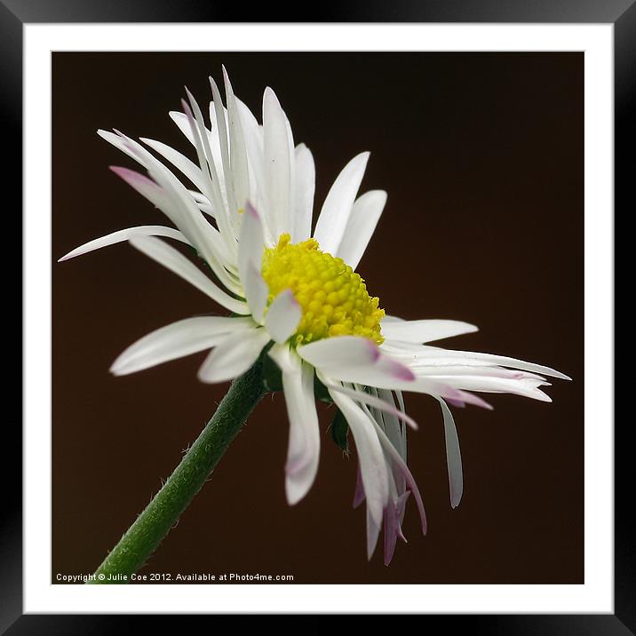 Daisy Framed Mounted Print by Julie Coe