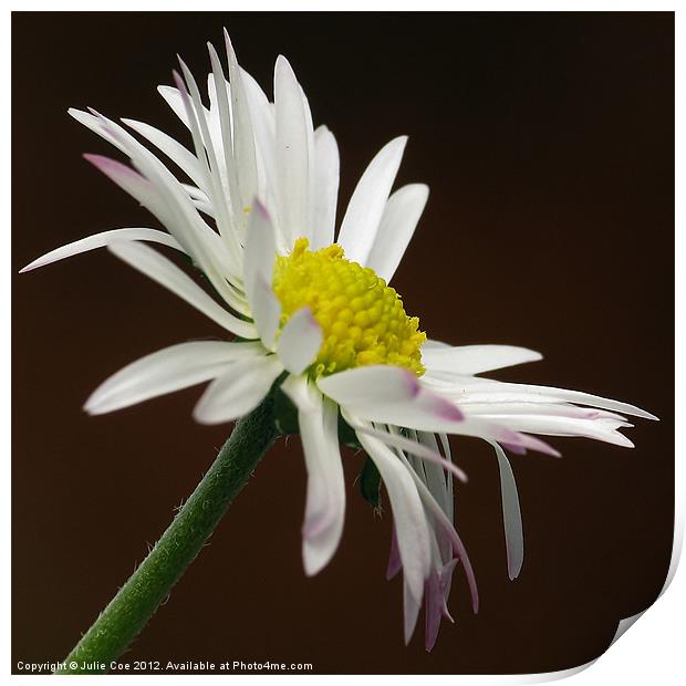 Daisy Print by Julie Coe