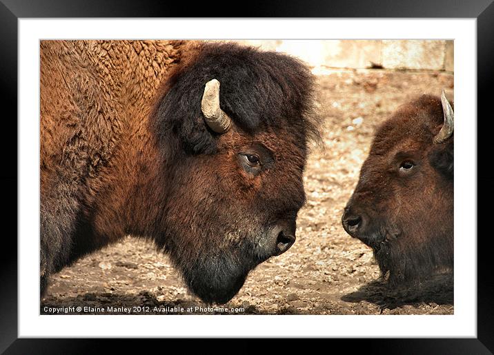 Now Listen to Me Son ! Framed Mounted Print by Elaine Manley
