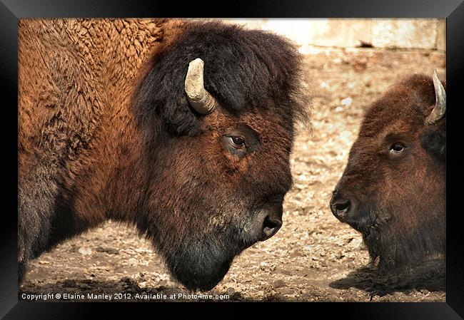 Now Listen to Me Son ! Framed Print by Elaine Manley