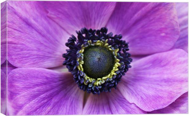 Anemone purple flower Canvas Print by Charlotte Anderson