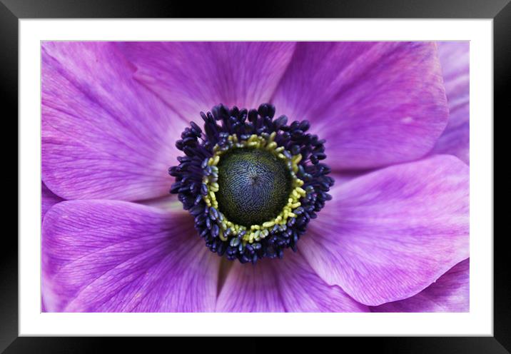 Anemone purple flower Framed Mounted Print by Charlotte Anderson