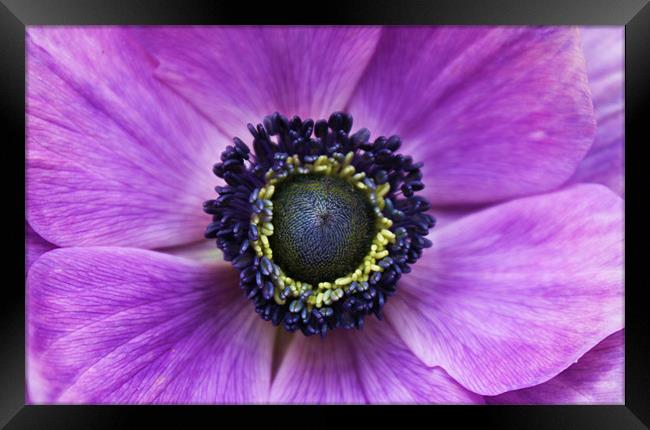 Anemone purple flower Framed Print by Charlotte Anderson
