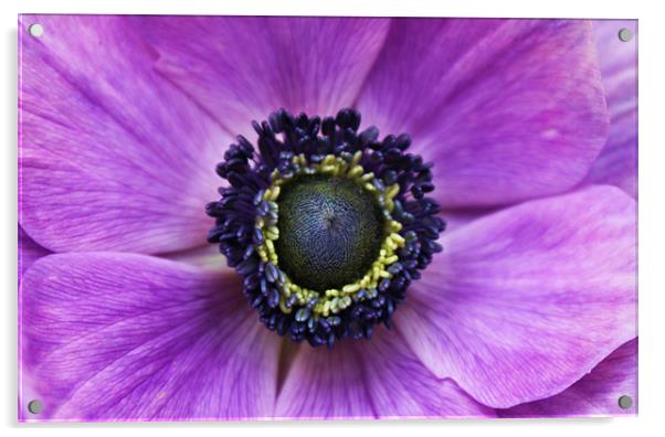 Anemone purple flower Acrylic by Charlotte Anderson