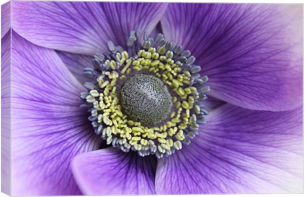 Anemone purple and white flower Canvas Print by Charlotte Anderson