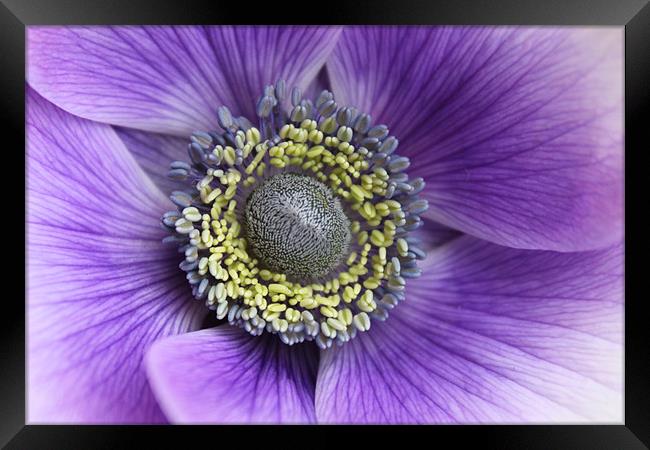 Anemone purple and white flower Framed Print by Charlotte Anderson