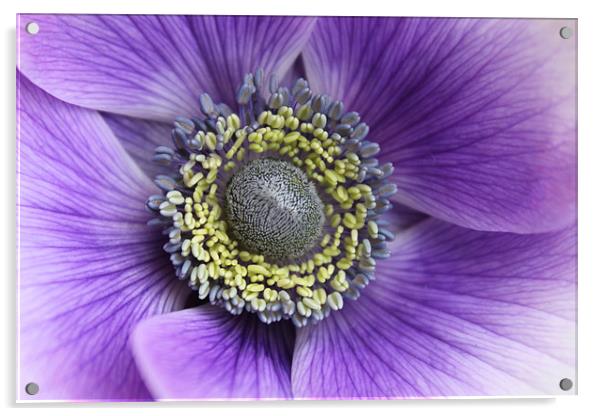Anemone purple and white flower Acrylic by Charlotte Anderson