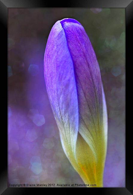 Spring Renewal Framed Print by Elaine Manley