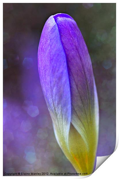 Spring Renewal Print by Elaine Manley
