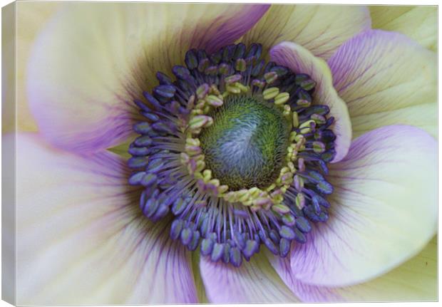 Amazing anemone flower Canvas Print by Charlotte Anderson