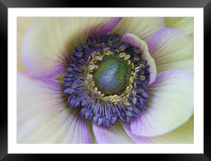 Amazing anemone flower Framed Mounted Print by Charlotte Anderson