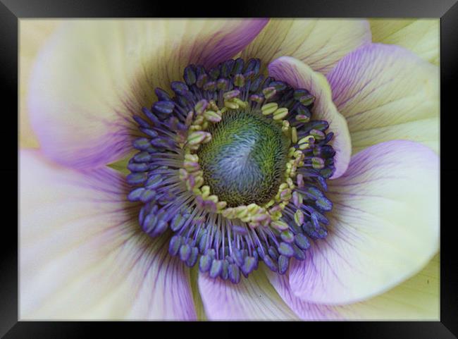 Amazing anemone flower Framed Print by Charlotte Anderson