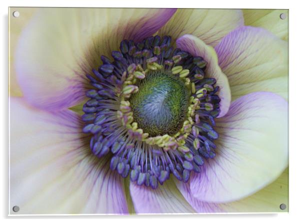 Amazing anemone flower Acrylic by Charlotte Anderson