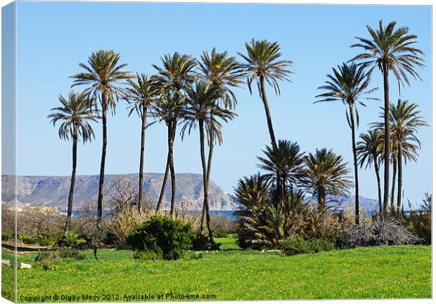 Palms behind the beach Canvas Print by Digby Merry