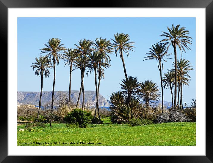 Palms behind the beach Framed Mounted Print by Digby Merry