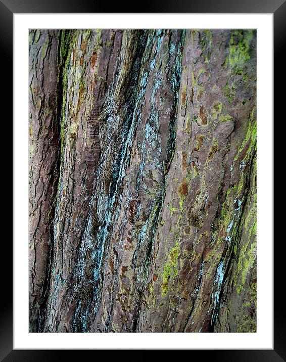 redwood bark Framed Mounted Print by Heather Newton