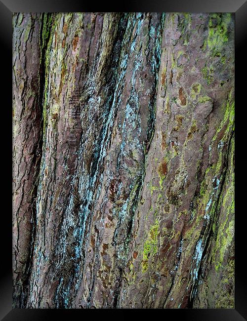 redwood bark Framed Print by Heather Newton