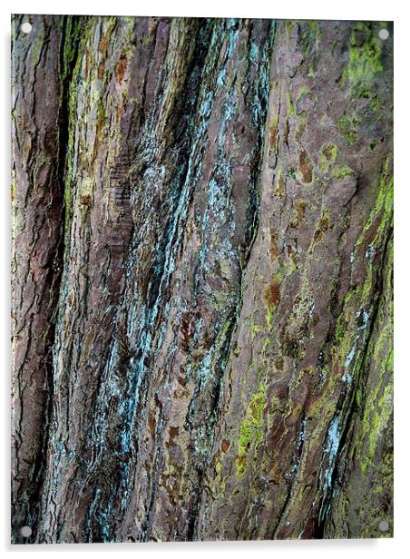 redwood bark Acrylic by Heather Newton