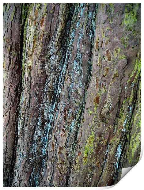 redwood bark Print by Heather Newton