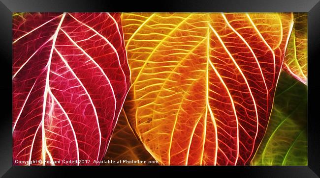 Autumn colour range fractal Framed Print by Howard Corlett