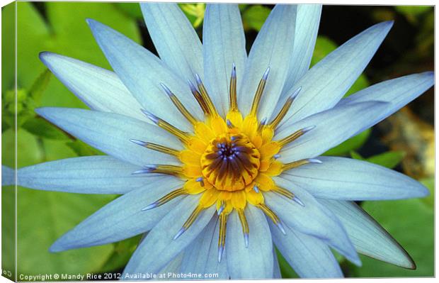 Sky Blue Aster Canvas Print by Mandy Rice