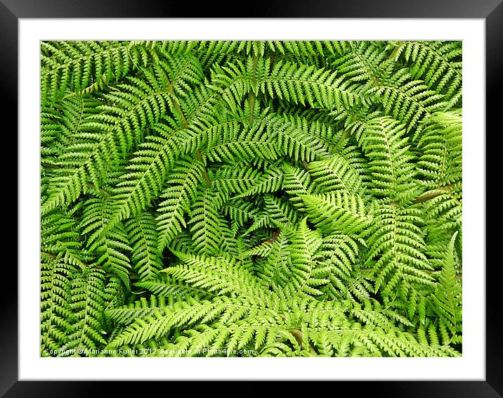 Tree Fern Study Framed Mounted Print by Marianne Fuller