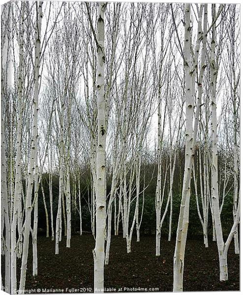 Silver Birch Tree Canvas Print by Marianne Fuller