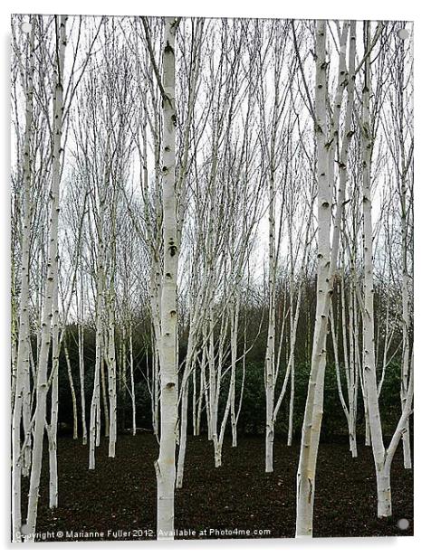 Silver Birch Tree Acrylic by Marianne Fuller