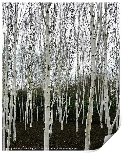 Silver Birch Tree Print by Marianne Fuller
