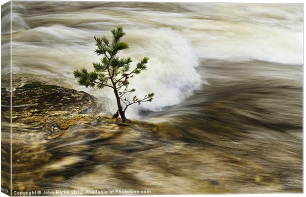 River Tree Canvas Print by John Barrie