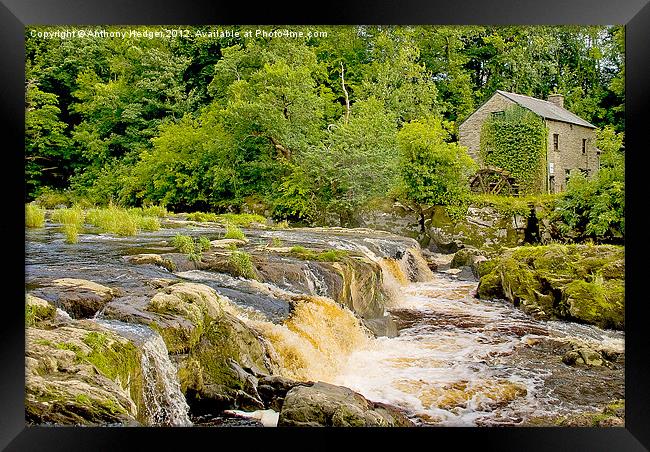 Cenarth Falls and Mill Framed Print by Anthony Hedger