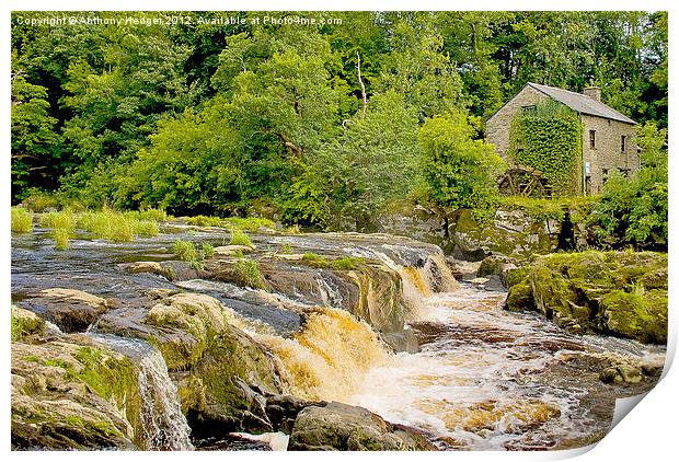 Cenarth Falls and Mill Print by Anthony Hedger