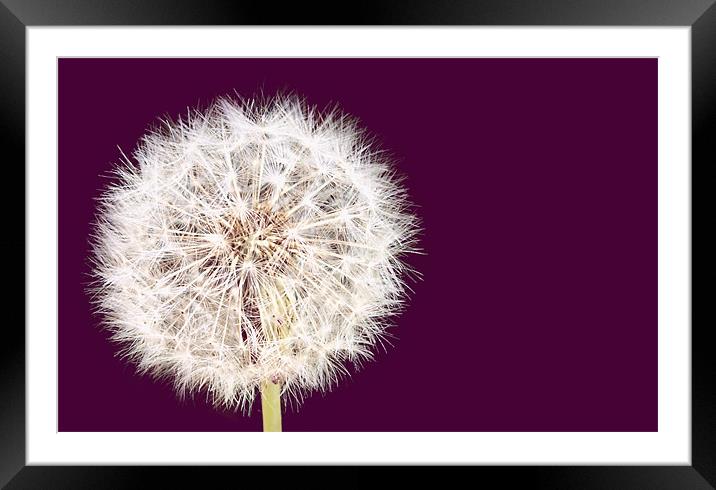 Fizzy Dandelion and Burdock Framed Mounted Print by andrew hall