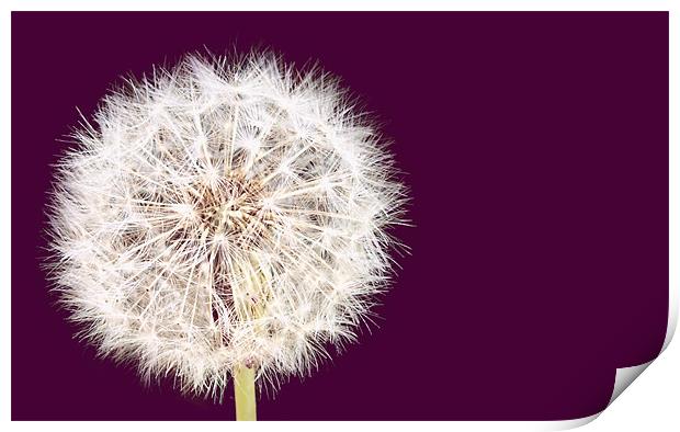 Fizzy Dandelion and Burdock Print by andrew hall