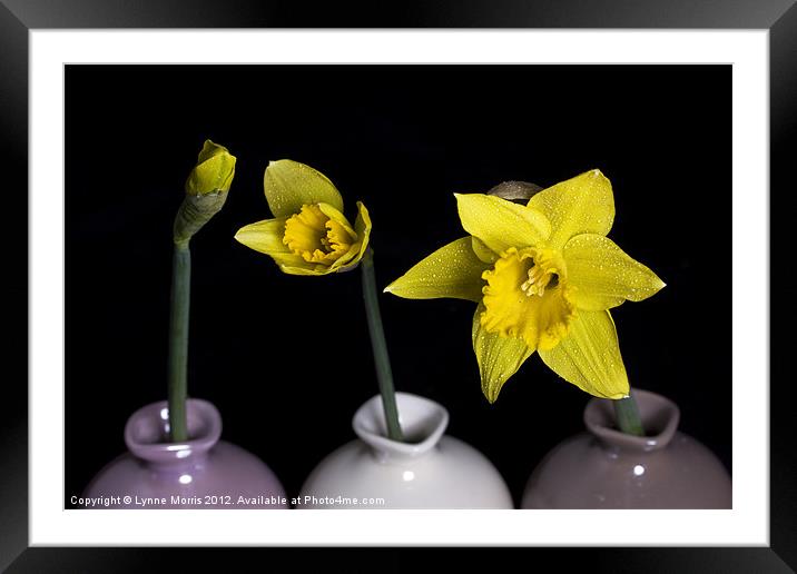 From Bud To Bloom Framed Mounted Print by Lynne Morris (Lswpp)