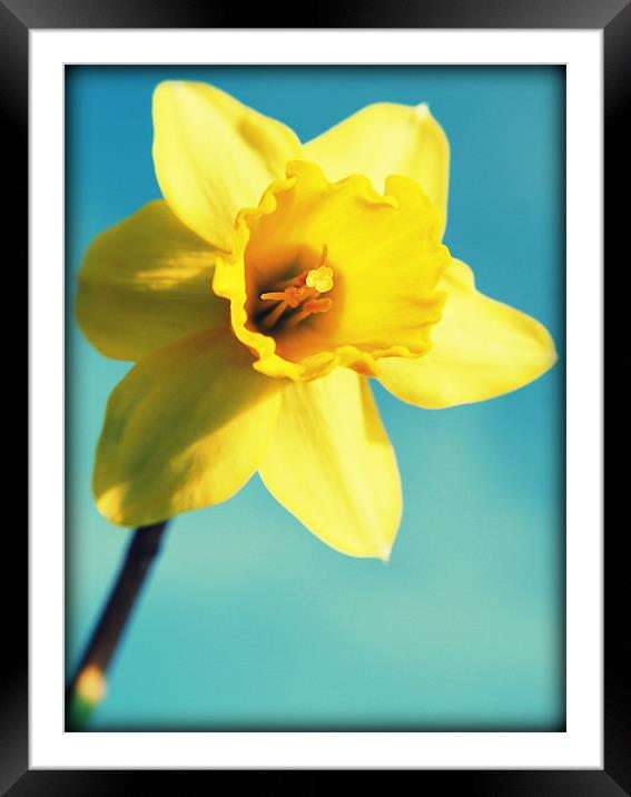 Daffodils sunshine Framed Mounted Print by Rosanna Zavanaiu