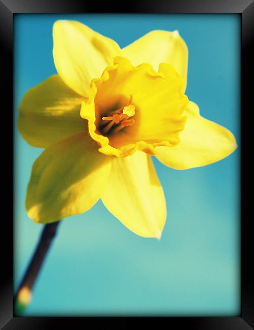 Daffodils sunshine Framed Print by Rosanna Zavanaiu