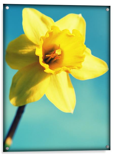 Daffodils sunshine Acrylic by Rosanna Zavanaiu