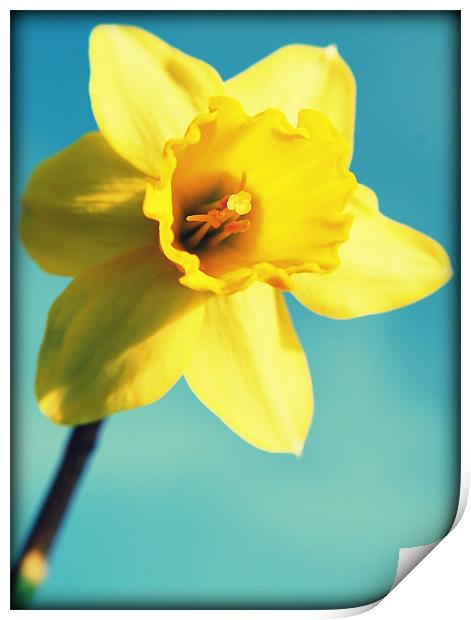 Daffodils sunshine Print by Rosanna Zavanaiu