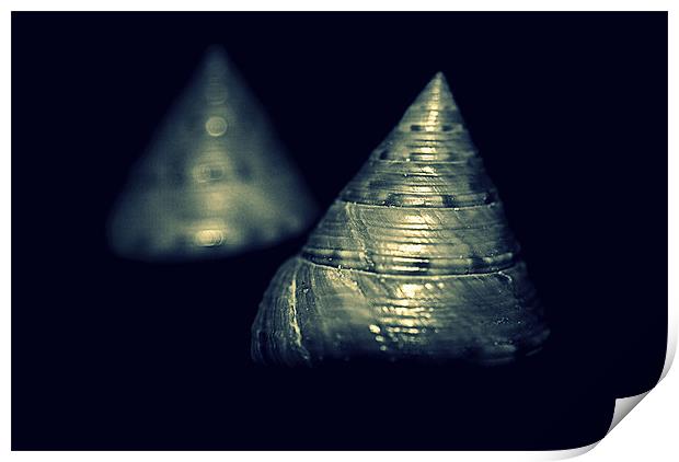 Sea Shells Gold tones Print by Rosanna Zavanaiu