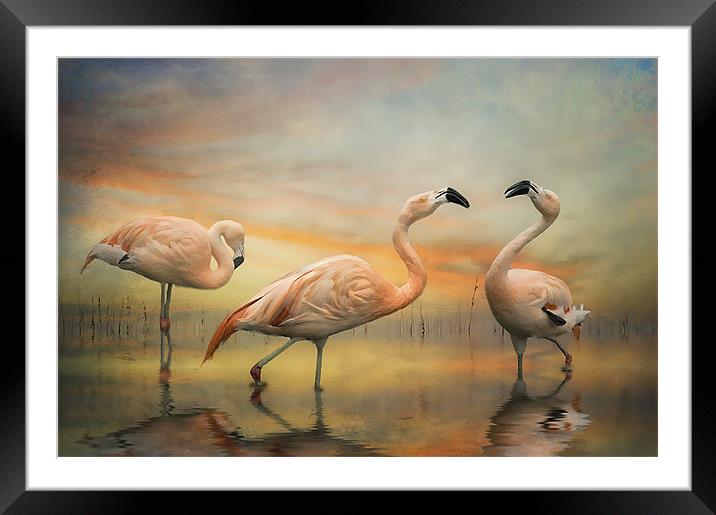 Chilean Flamingos Framed Mounted Print by Brian Tarr