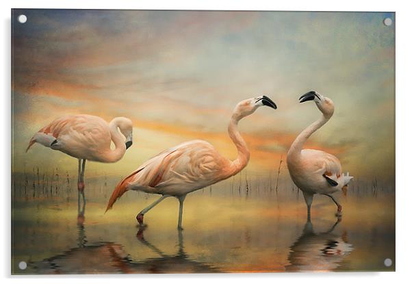 Chilean Flamingos Acrylic by Brian Tarr