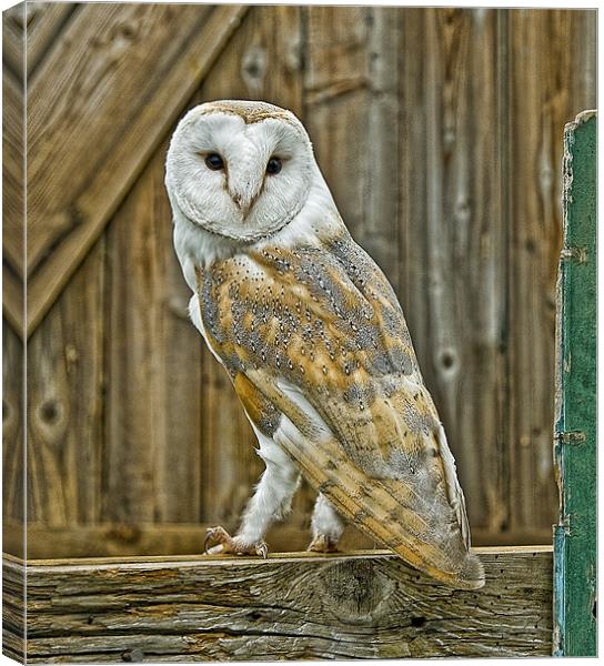 Barn Owl Canvas Print by Brian Tarr