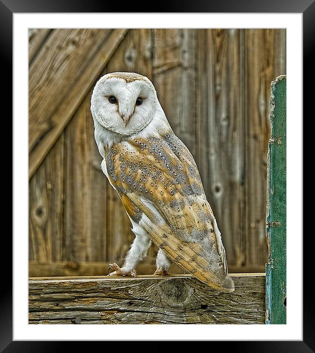 Barn Owl Framed Mounted Print by Brian Tarr