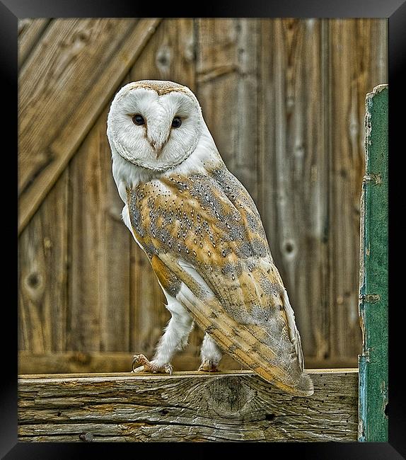 Barn Owl Framed Print by Brian Tarr
