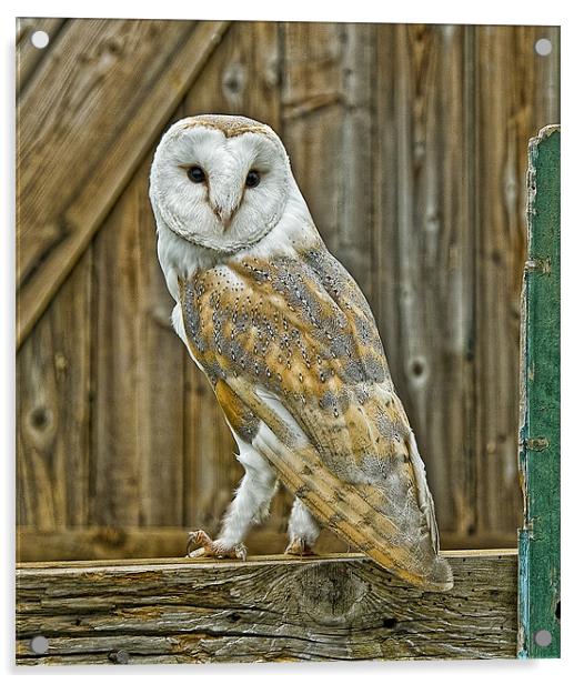 Barn Owl Acrylic by Brian Tarr
