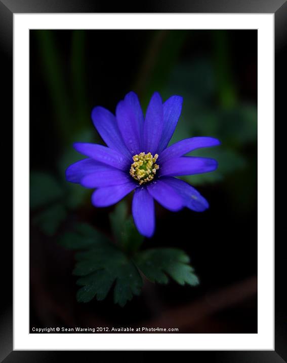 Blue Daisy Framed Mounted Print by Sean Wareing